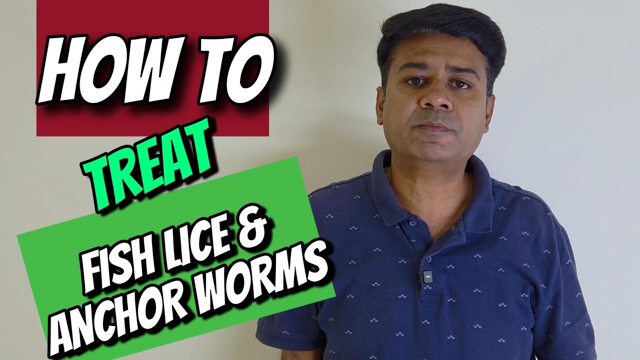 How to Treat Fish Lice & Anchor worms| All about aquarium fishes|
