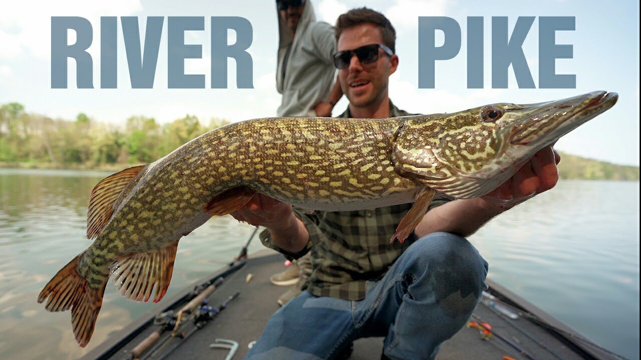 Pesca al LUCCIO sul fiume Ticino - PIKE FISHING on the River