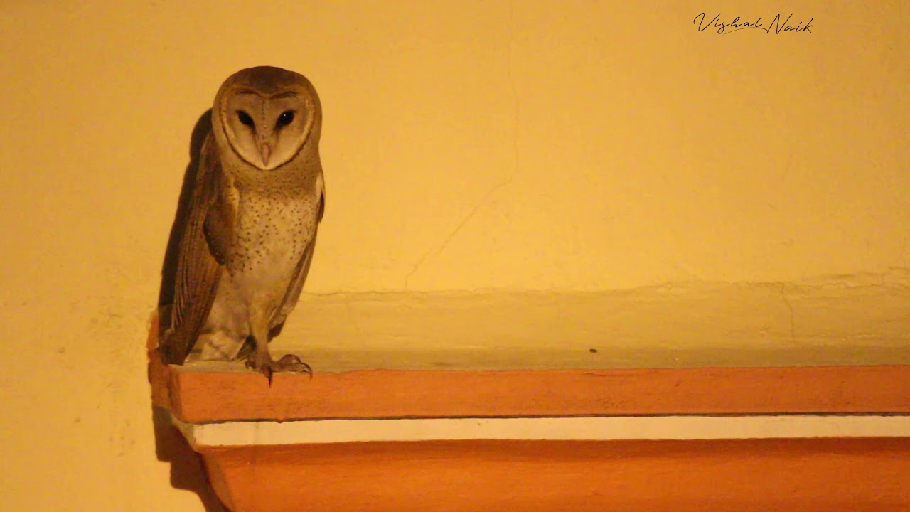 Urban Wildlife !