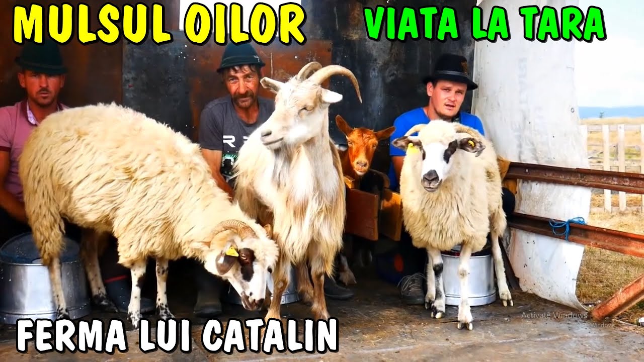 Viața la țară - Mulsul oilor la ferma tânărului Cătălin de la poalele munților #viatalatara