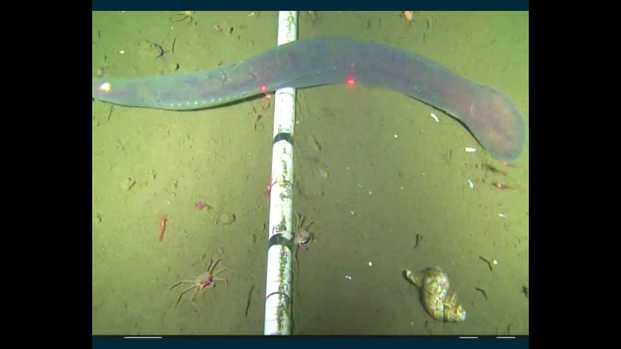 Hagfish