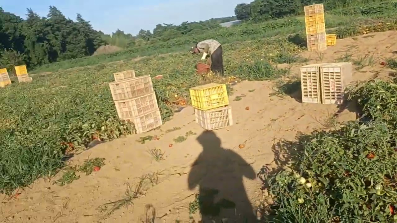 Panen tomat di omitama jepang