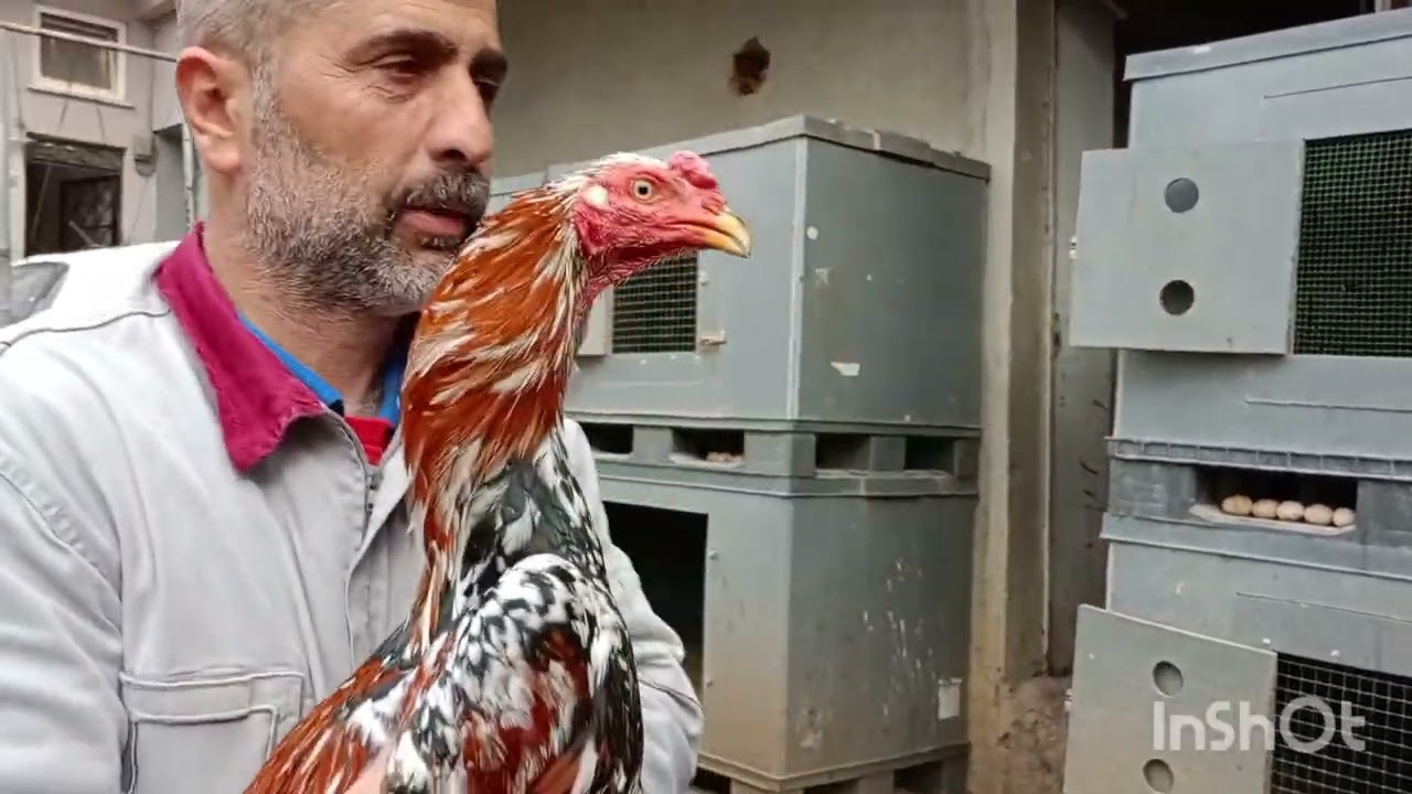 TAVSİYELER