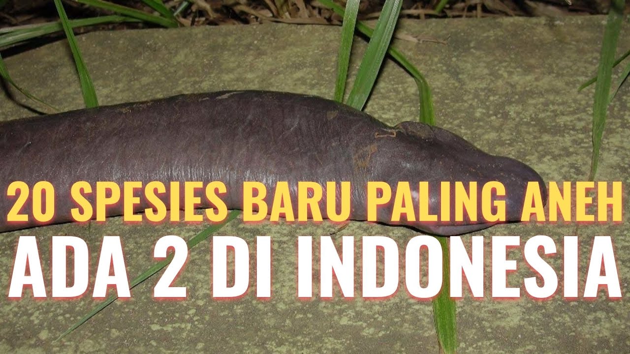 20 Spesies Baru PALING ANEH Yang Ditemukan Ilmuwan, Ada 2 Dari Indonesia