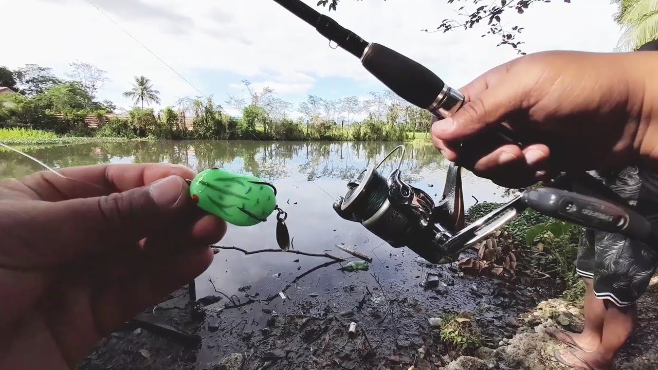 Snakehead Fishing Using Frog Lure