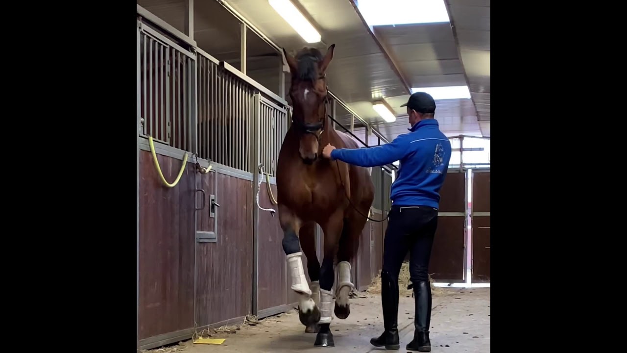 Piaffe in hand - Dressage Andrea Giovannini