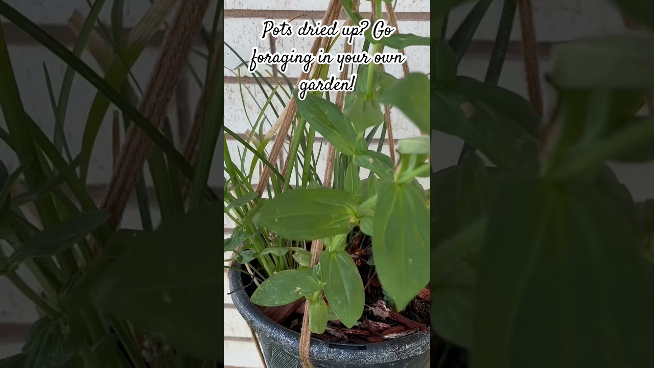 Refresh Those Pots #zone7b #oklahoma #gardeningideas #foraging