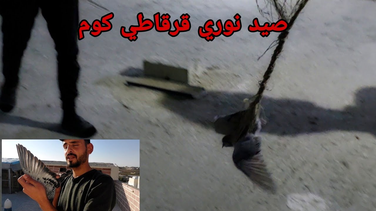 اجمل يوم كوم صيد كوم قوي واجانا طيرين تحدي زواجل وكش العروق ساعه كامله
