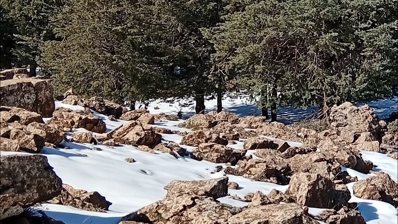 🔴 Live – Balade magique dans la forêt sous la neige ❄️🌲