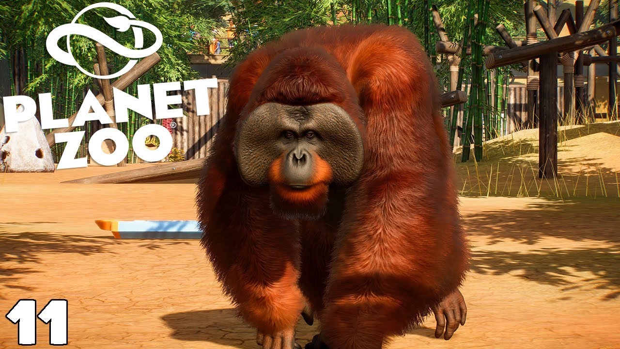 ON COMMENCE L'ENCLOS ORANG-OUTAN - PLANET ZOO - royleviking [FR HD PC]