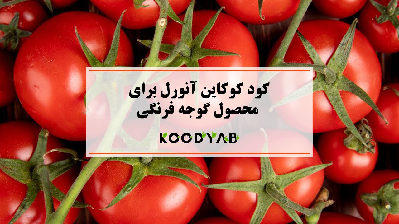 کودیاب / کود کوکاین آنورل برای محصول گوجه فرنگی