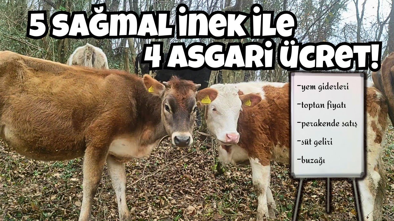 2024 Yılında Hayvancılık Kazandırır mı ? Maliyetler ve Kazançlar