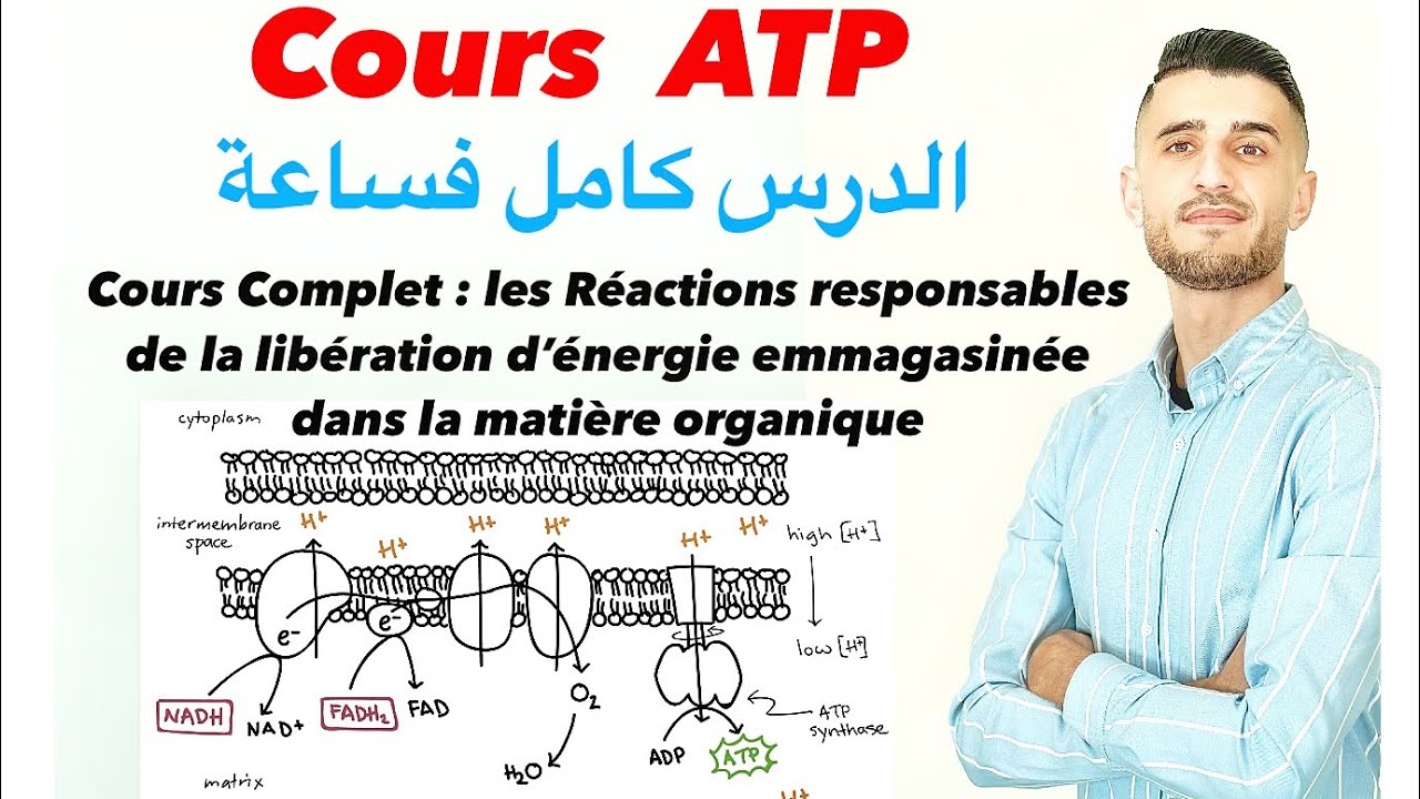 Cours complet les réactions responsables de la libération d’énergie (ATP) Respiration /fermentation