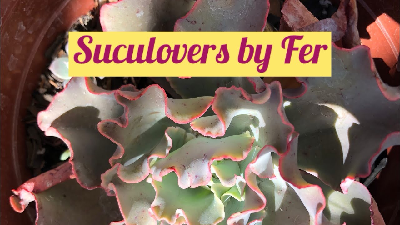 Promo&ccedil;&atilde;o de belas suculentas por apenas 5,00 na SUCULOVERS BY FER