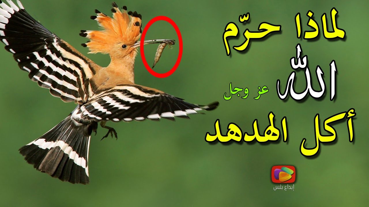 حقائق مدهشة لا تعرفها عن الهدهد المذكور بالقرآن ولماذا لا يأكله المسلمون.. أخبرنا النبي ﷺ بهذا السر