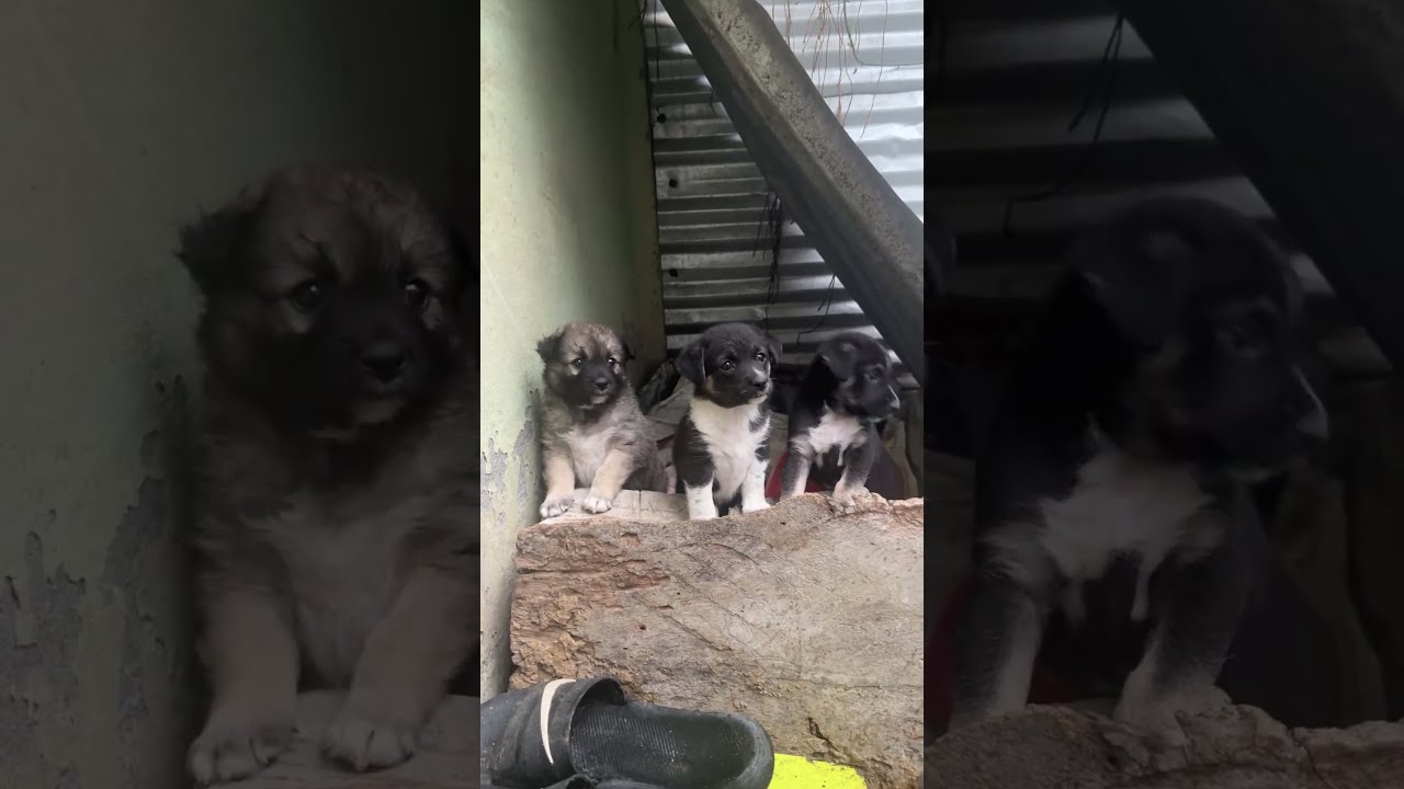 Homeless poor babies🥺please pray for these babies 🙏#sad #puppy  #puppycare #dog #cute #love #sad 