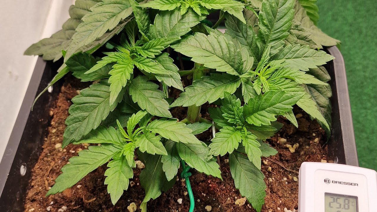 Red Hot Cookies | The First 22 Days Timelapse
