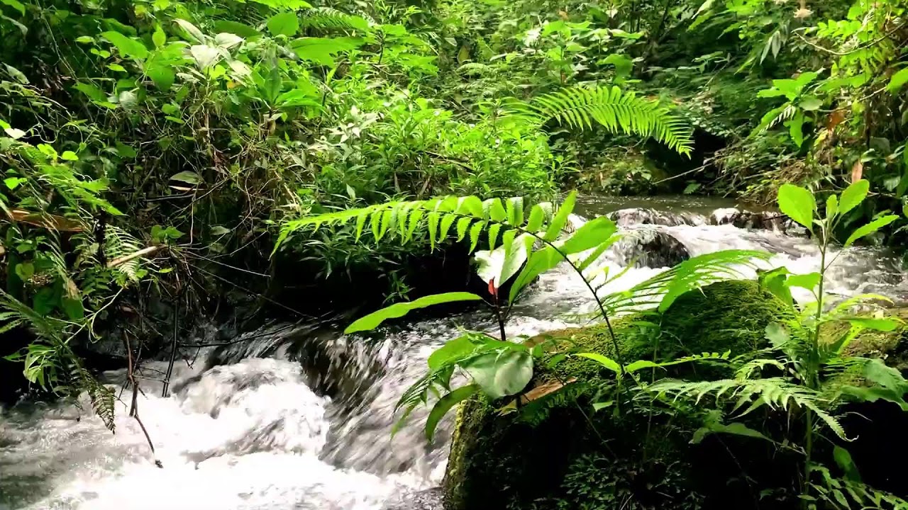 Crystal Water Stream Ambience for Mental Focus, Wellness, Mindfulness