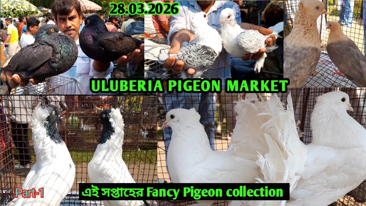 Recent fancy pigeon price update at Uluberia pigeon market on 28.03.26 | Fancy Pigeon 