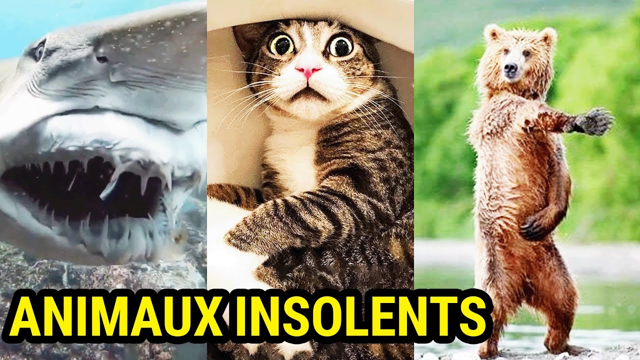 Les Animaux Les Plus Insolents Du Monde