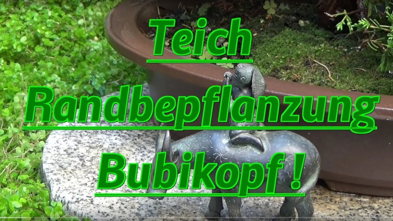 Teich Randbepflanzung Bubikopf ! Gartenteich nat&uuml;rliche Pflanzung Rand/ Ufer Bubikopf !