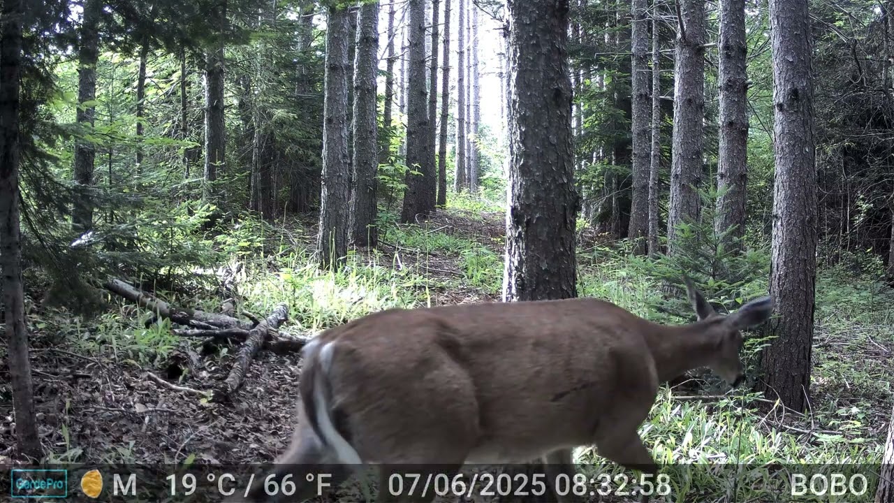 1069 All Sorts of Critters
