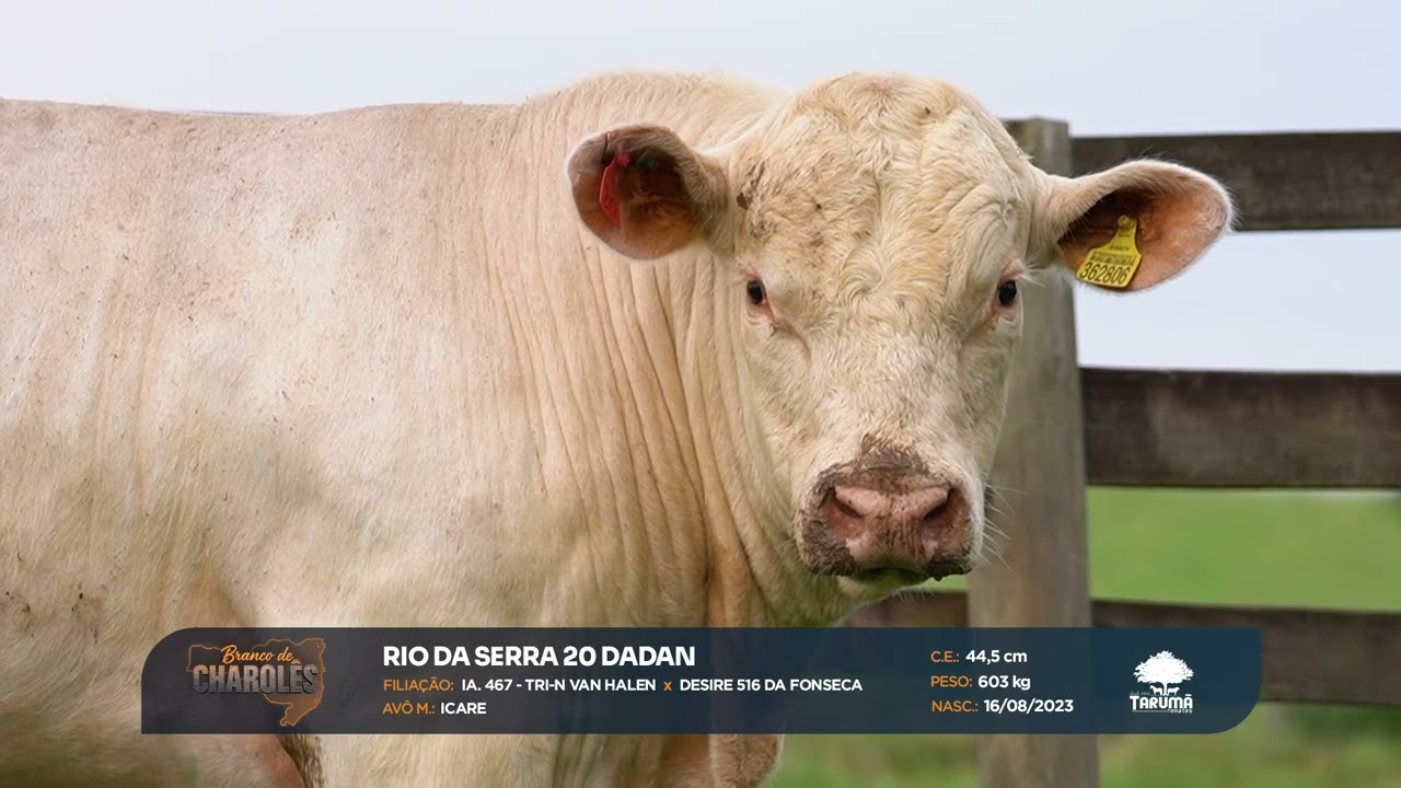 LOTE 28: Branco de Charol&ecirc;s (18/09/2025)