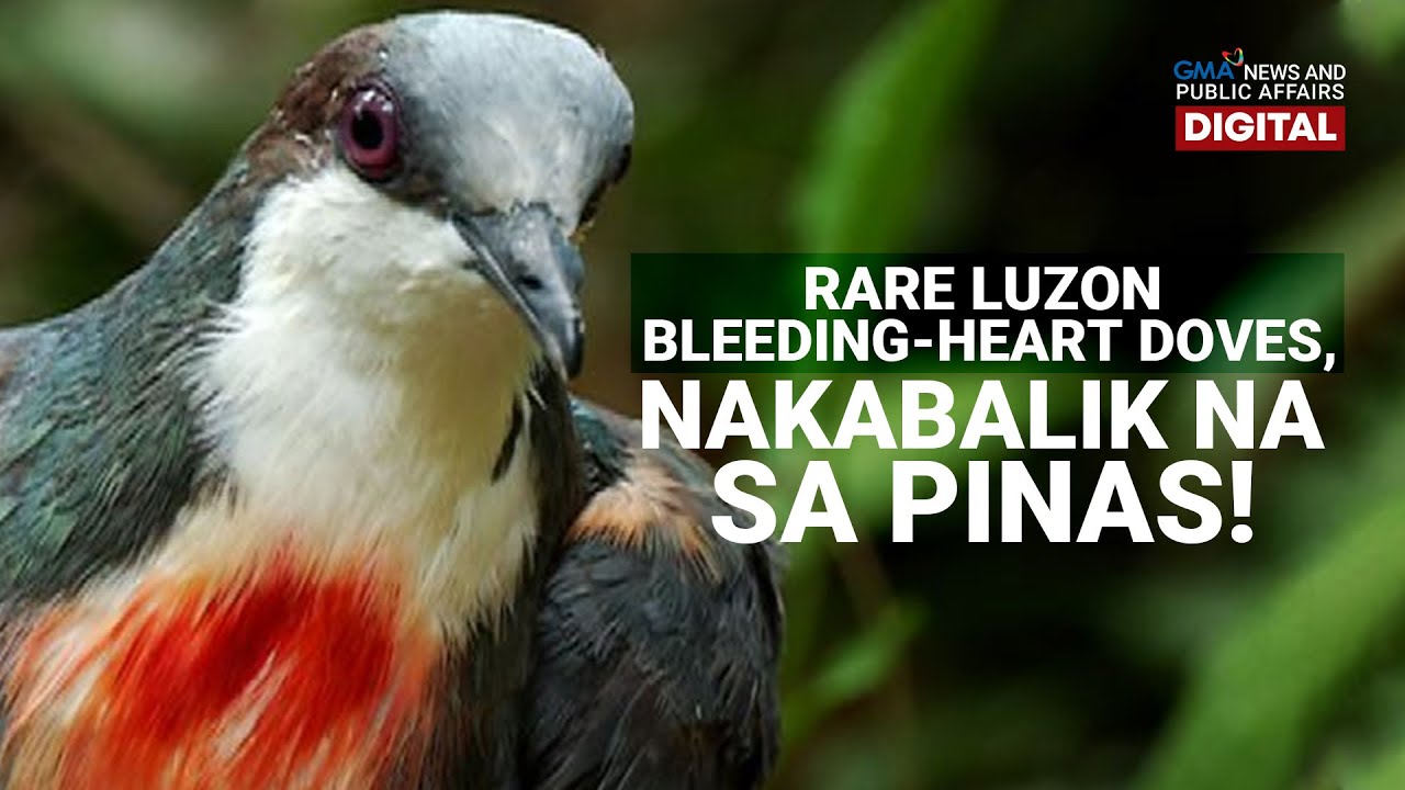 GMA Digital Specials: RARE LUZON BLEEDING-HEART DOVES, NAKABALIK NA SA PINAS!