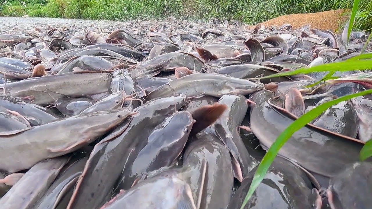 Magur Liar ! Lele Liar Yang Lapar Berebut Makanan | Hungry Wild Magur fight for food