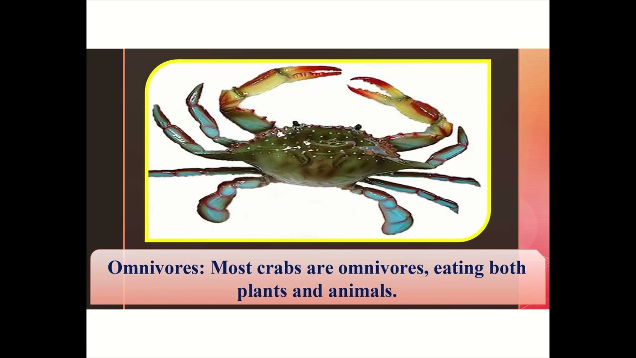 Amazing Crabs! Discover the Secrets of These Cool Crustaceans 🦀