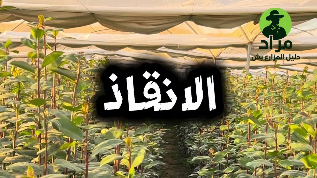٥ ديسمبر، ٢٠٢٥