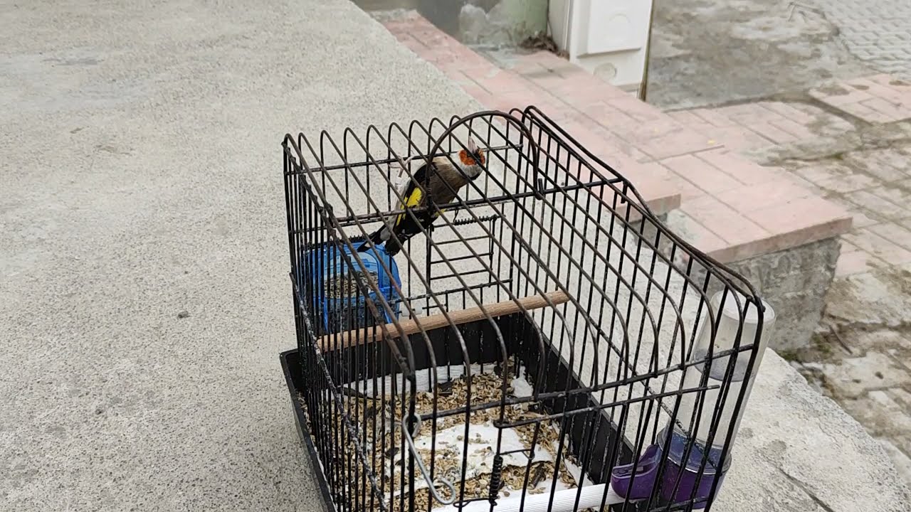Çipilden Büyüttüğüm Sakayı Gerdan Kırdığı için Saldım