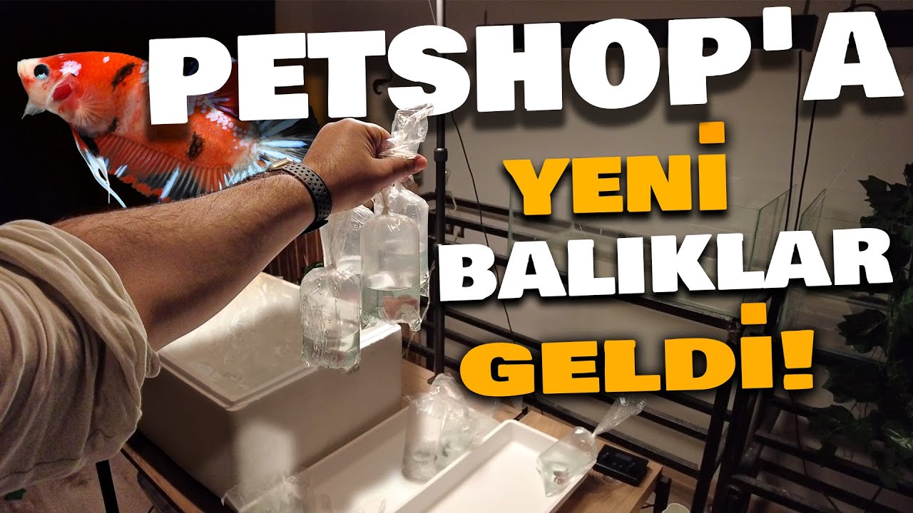 PETSHOP’A YENİ BALIKLAR GELDİ! 1 KOLİ BALIK ALDIM! PAKET AÇILIMI! #akvaryum  #betabalığı #bettafish
