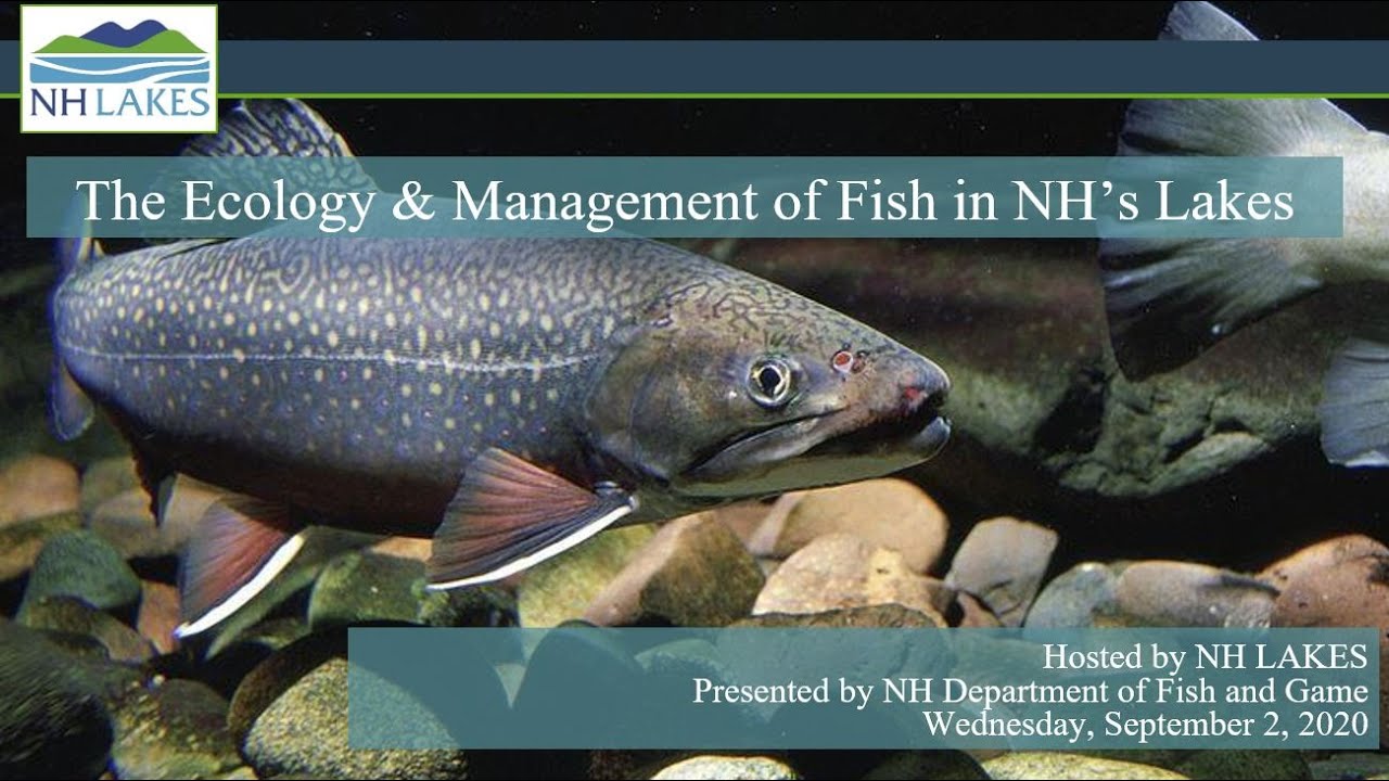 The Ecology & Management of Fish in New Hampshire’s Lakes