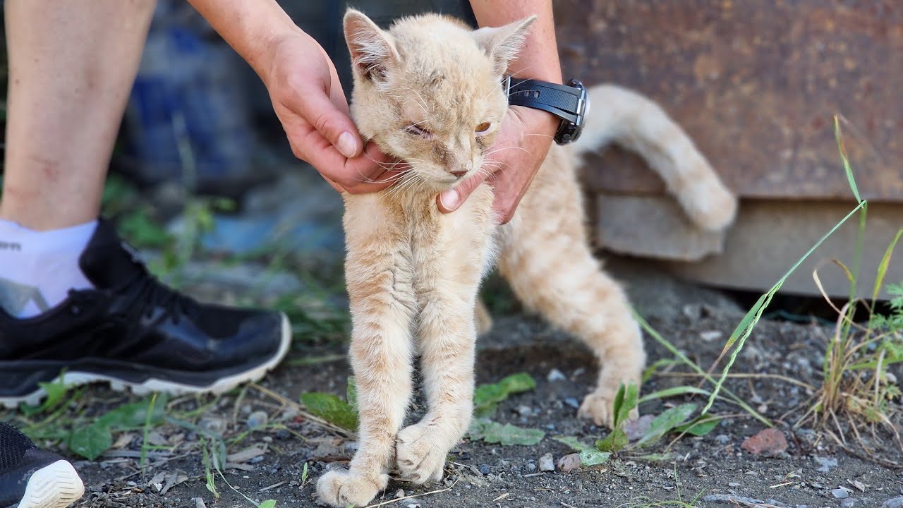 💔😢 Бездомный кот радовался | Он понял что мы приехали за ним чтобы спасать |  Saving a disabled cat