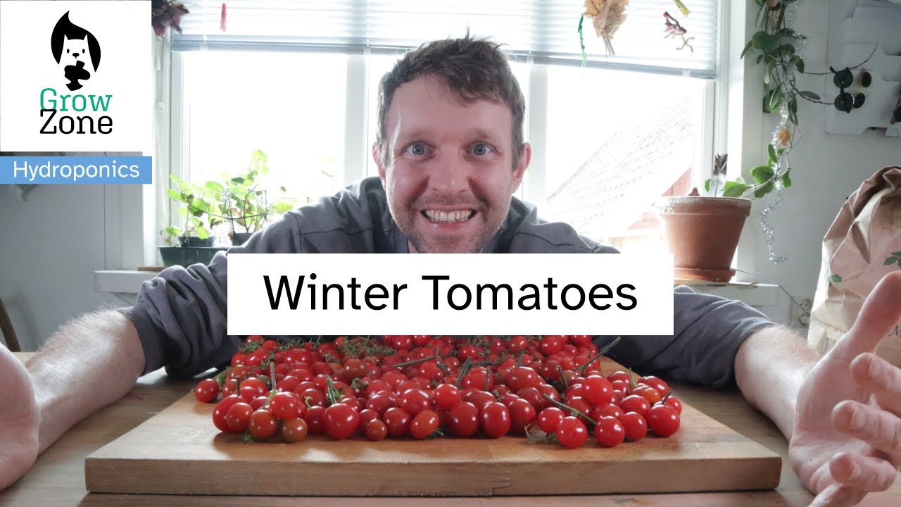 Tomato harvest in Winter - Hydroponics tomato grow from seed to harvest over winter in Sweden