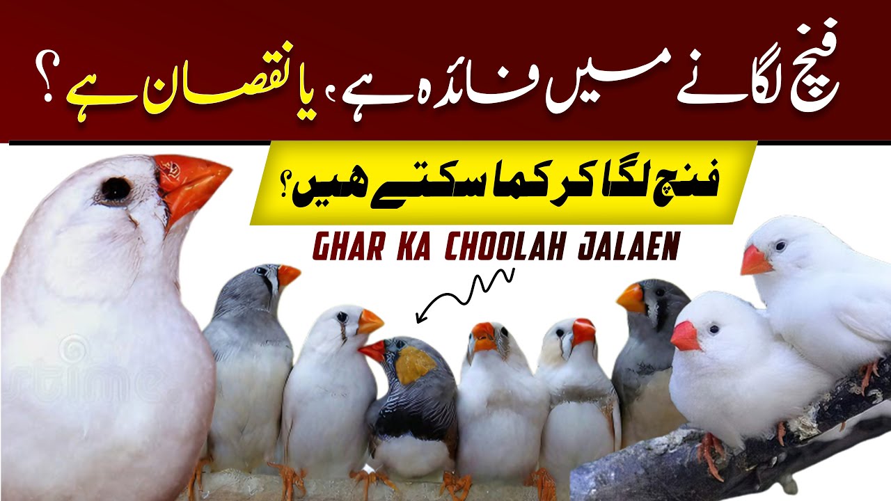 Finch ki Price increase hogain | Finch business Profit 2024 | penguin zebra finch | snow white finch
