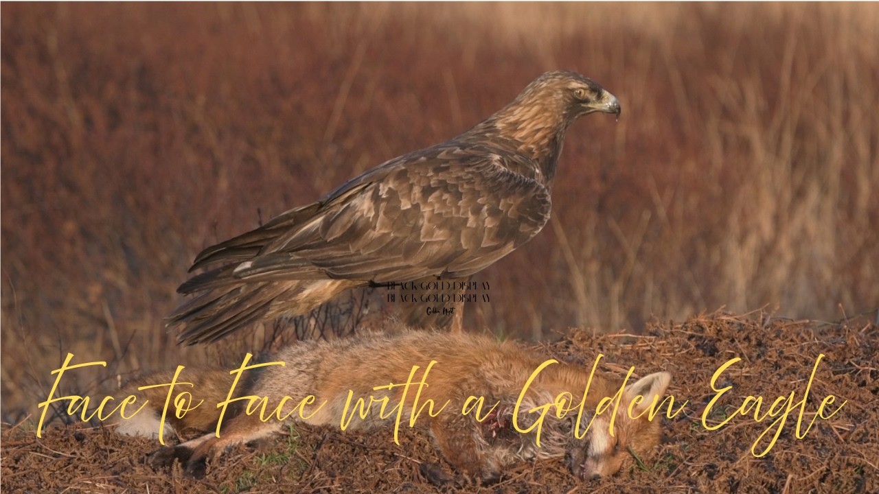 Up Close with a Golden Eagle | Wildlife Photography Hide Experience