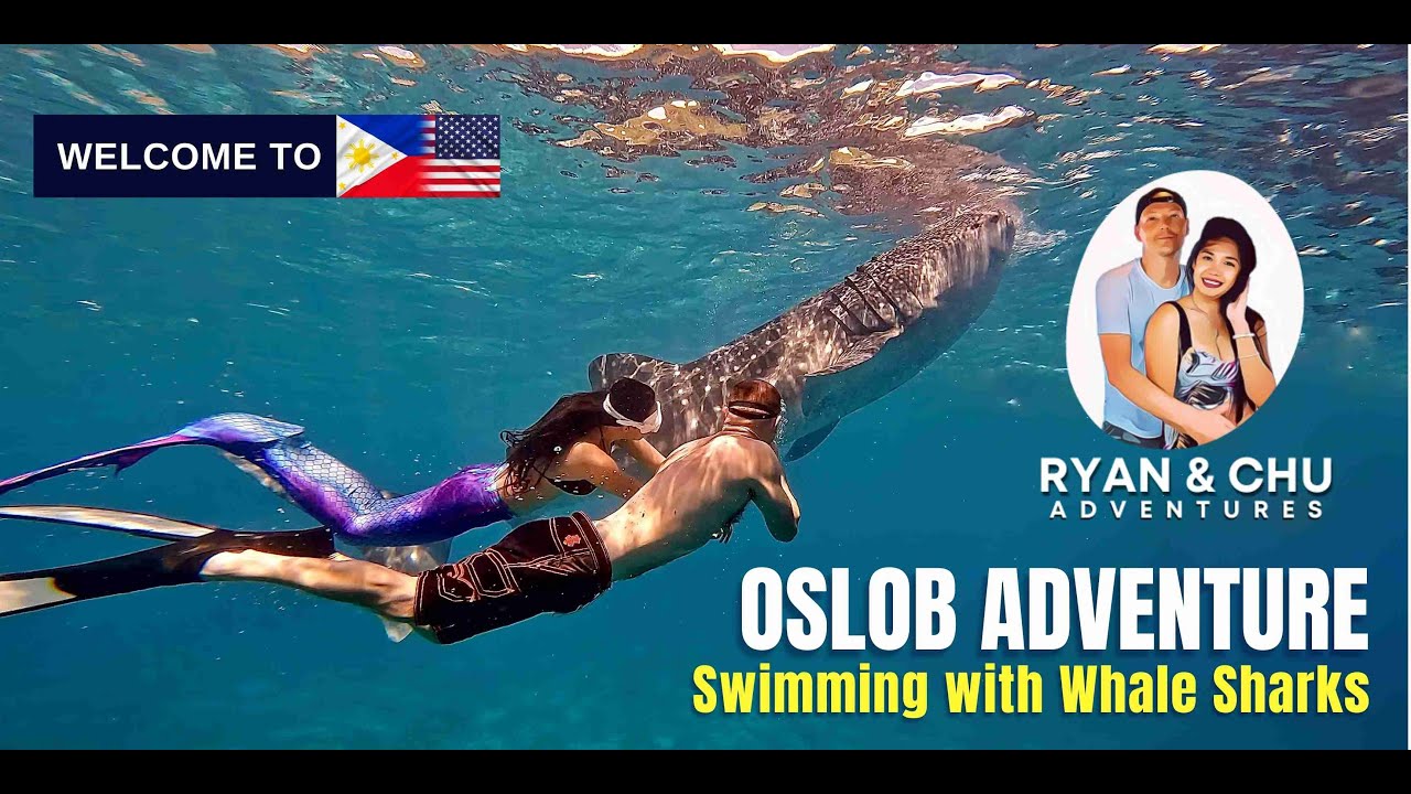 Swimming with Whale Shark in Oslob, Cebu, Philippines 2021