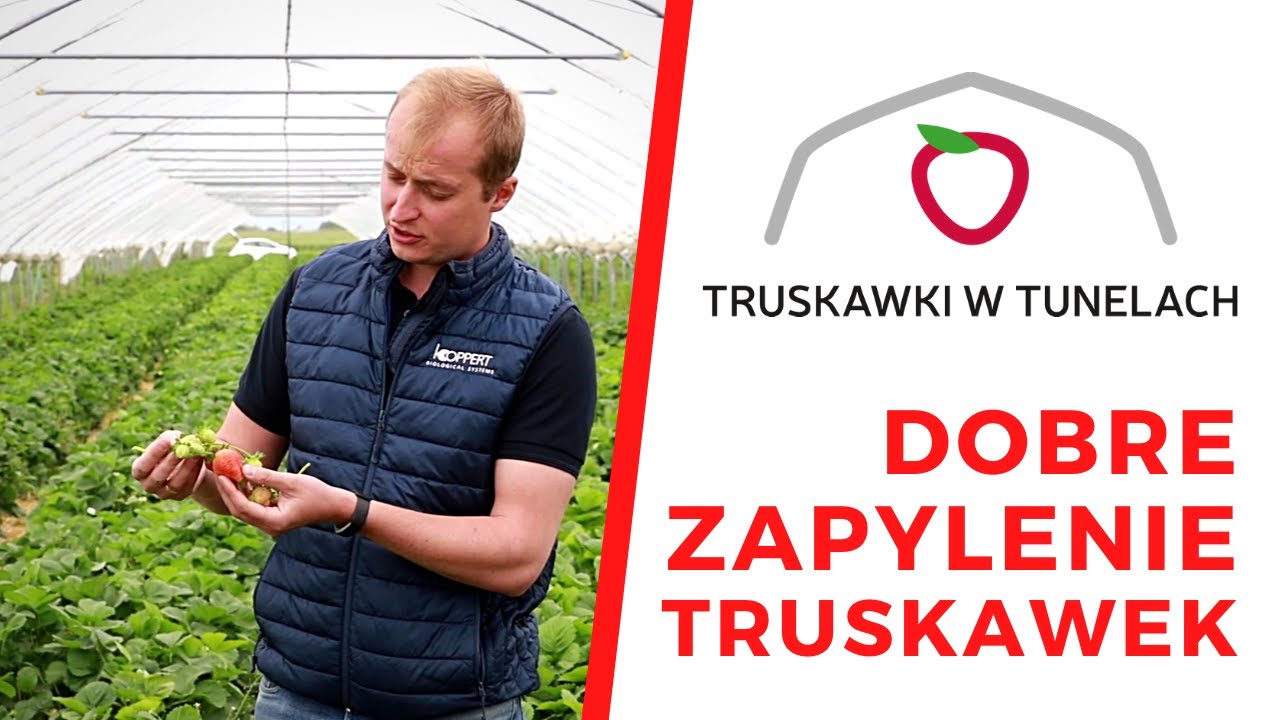 Dlaczego trzeba zadbać o dobre zapylenie truskawek w tunelach