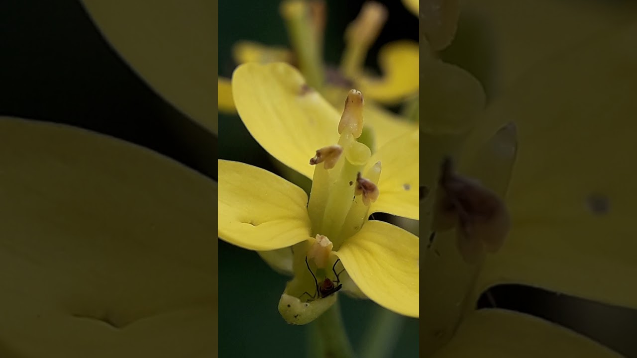 Cecidomyiidae on pac choi - 20190729 113412