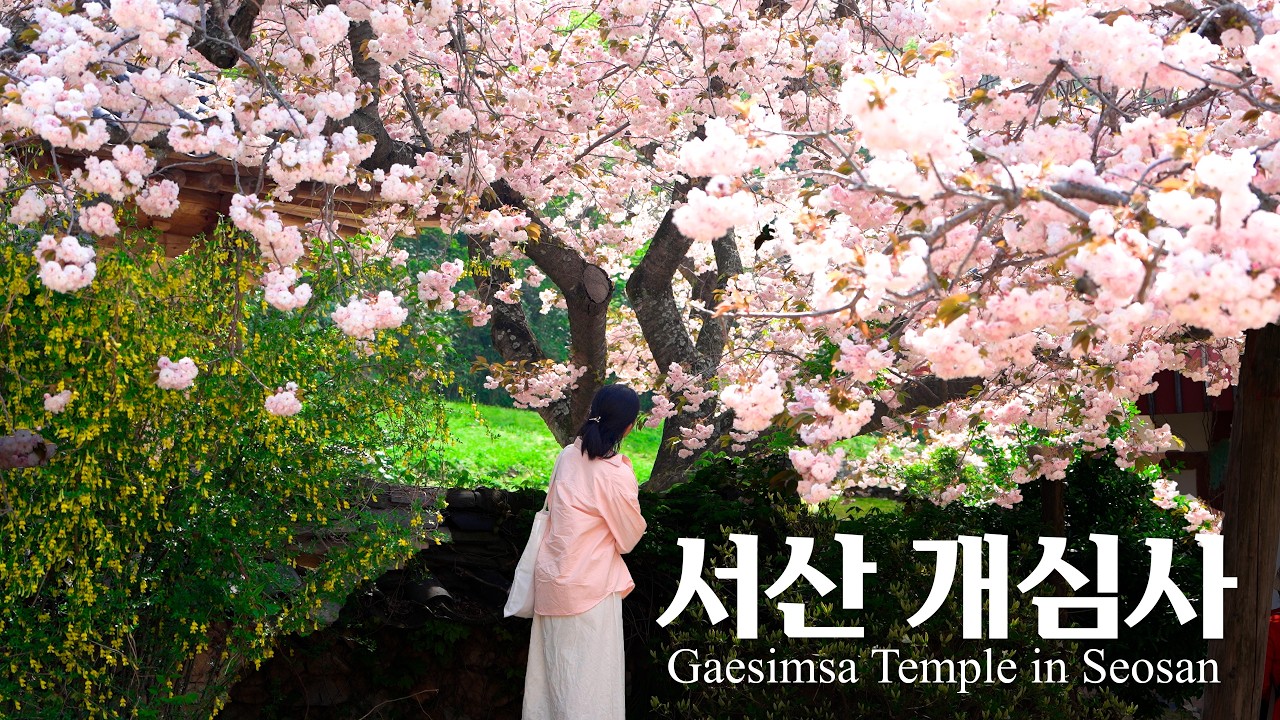 전국 유일 &lsquo;청벚꽃&rsquo; & 터지는 겹벚꽃 팝콘! 서산 개심사 4월 만개 현황