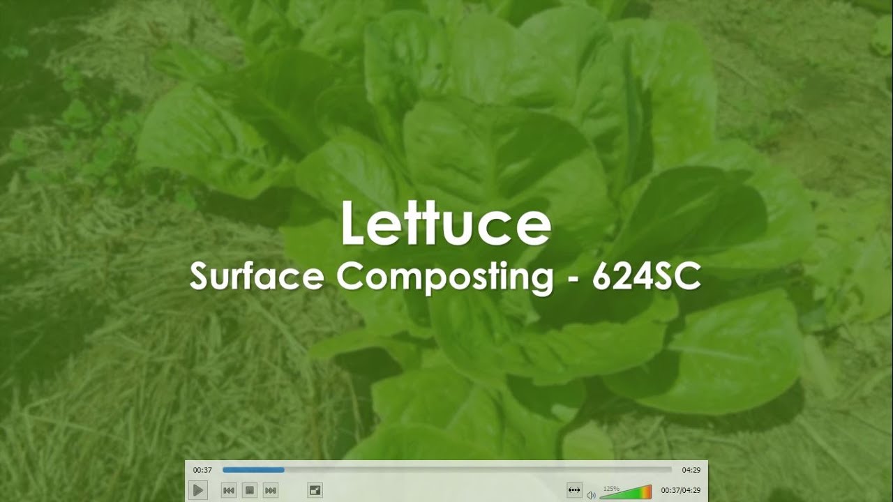 Lettuce - Surface Composting technique 624SC