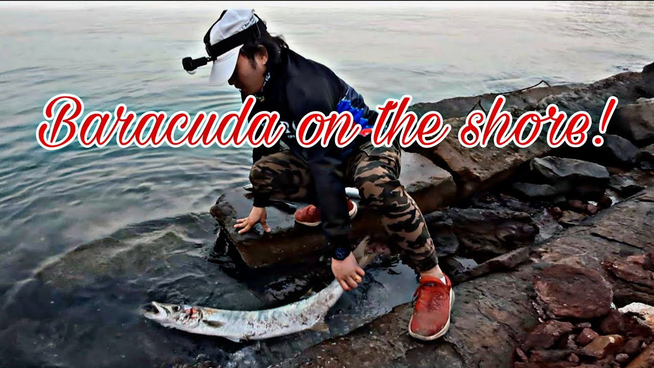 Y23 Ep.03 It's bracuda time! #abudhabishorecasting#mandaragat#winterfishing#