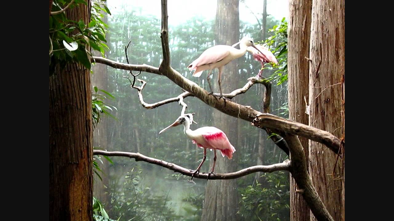 Bronx Zoo Part 3 Aquatic Birds