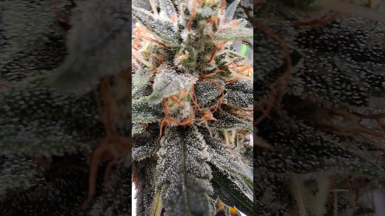 ⚠️🥦[Purple Amnesia Haze]🥦⚠️ Da W&auml;chst Das Grass🤩🤩#cannabiscommunity #high #maryjane #spiderfarmerled
