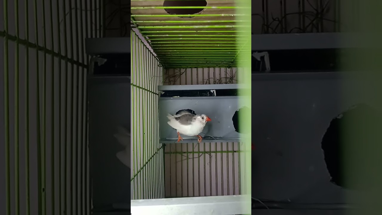 Finch birds cage setup #cage