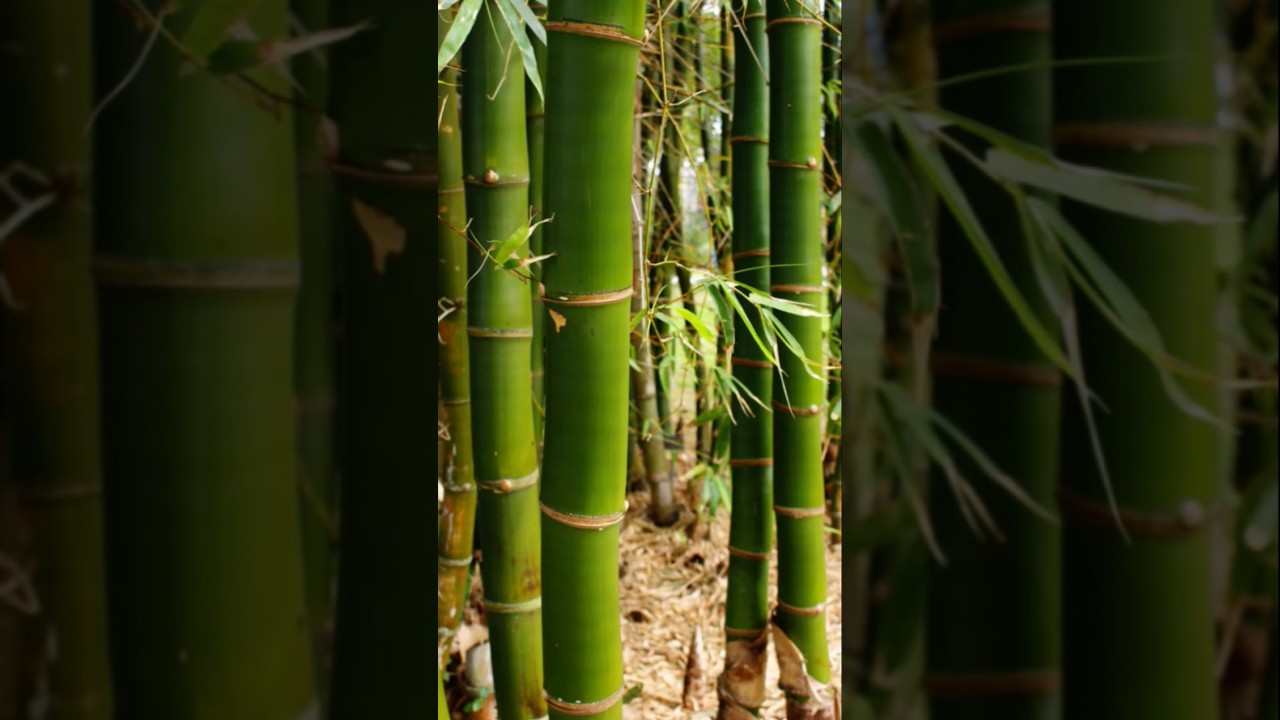 বাঁশের বৈজ্ঞানিক নাম #scientificname #bamboo #bambosa...