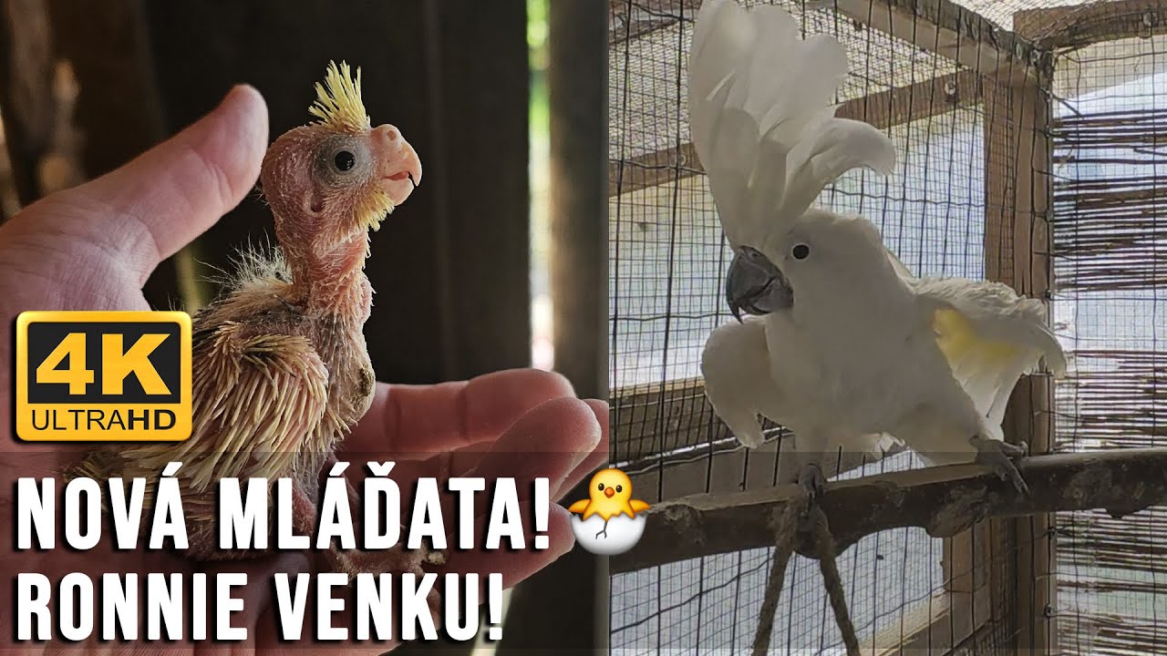 🔴[4K ] Nová mláďata korel! 🐣 Kontrola budek + letní volnost pro kakadu Ronnie 🦜 │KorelyEu