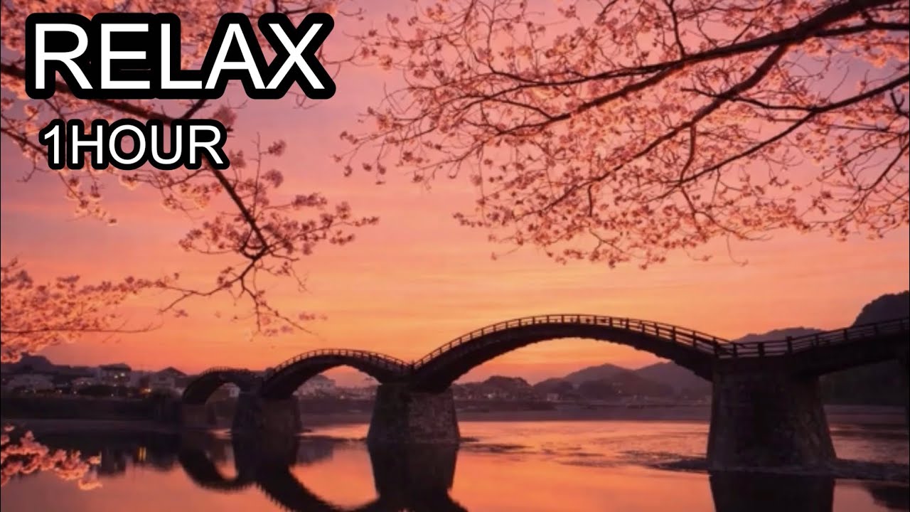 Relaxing Japanese Music 🌸 1 Hour Cherry Blossom Twilight